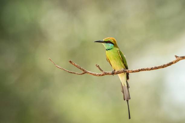 istock The blue-tailed bee-eater (Merops philippinus) perching on branch, colorful bird on clear background, Yala National Park, Sri Lanka, exotic birdwatching in Asia,bird in natural environment 1182514552