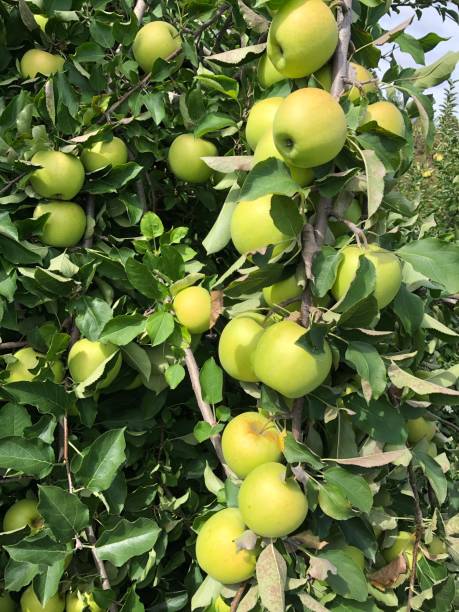 270+ Michigan Apples Stock Photos, Pictures & Royalty-Free Images - iStock