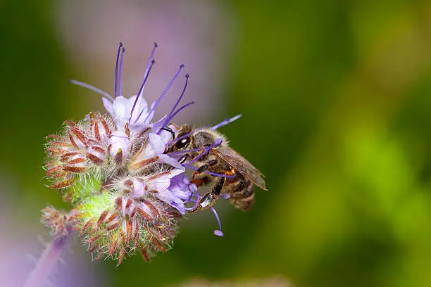 honeybee collecting honey and pollen on Phacelia Tanacetifolia flower 