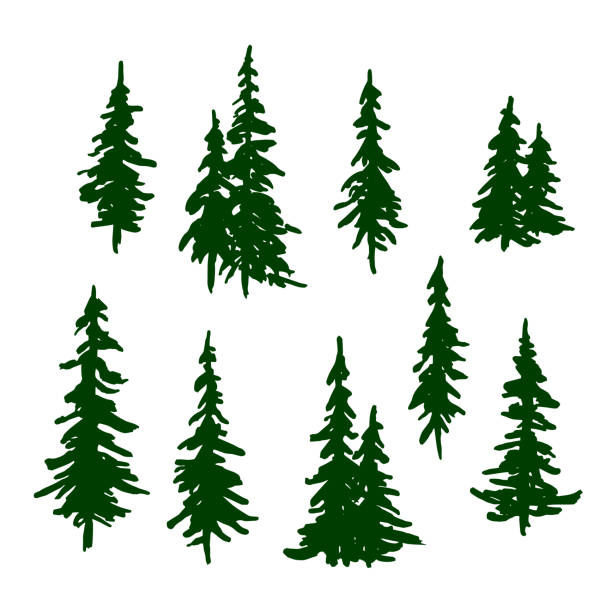 ilustrações, clipart, desenhos animados e ícones de árvores de pinho verdes ajustadas para a decoração do natal e do ano novo. vetor - wilderness area illustrations