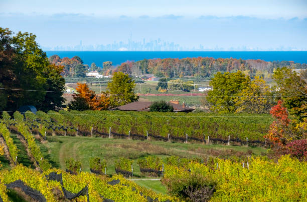 istock Niagara Region Vineyard Landscape and Distant Toronto Skyline 1182515970