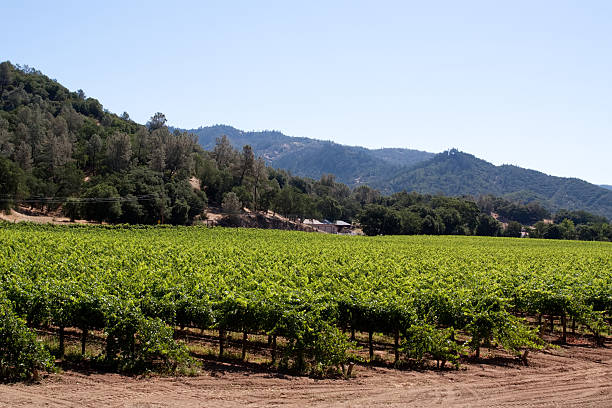istock Napa Valley vineyard scenic landscape 118251628