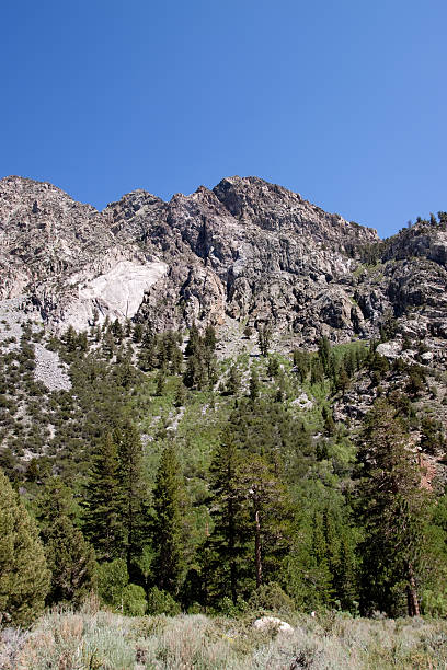 istock Pine trees at the Sierra Nevadas 118251670