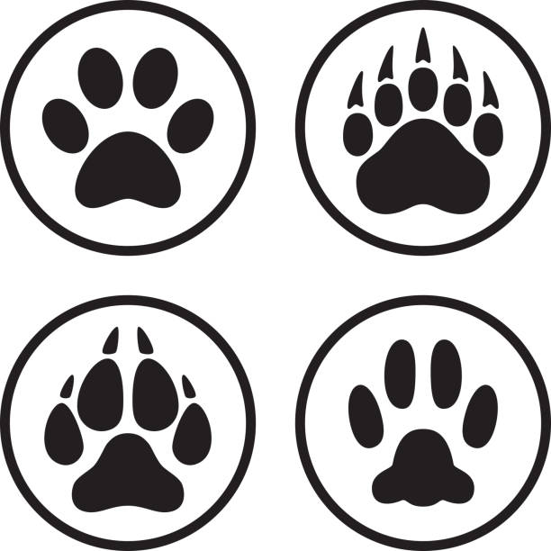 лапа печать икона плоская линия искусства набор - paw print stock illustrations