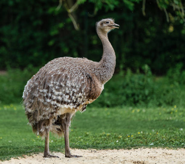 istock Darwin's rhea, Rhea pennata also known as the lesser rhea. 1182518493