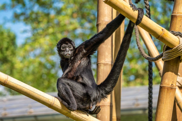 istock The black-headed spider monkey, Ateles fusciceps is a species of spider monkey 1182518588