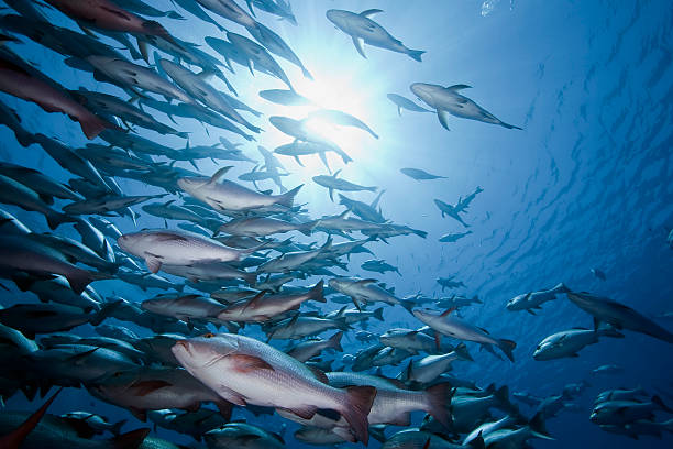 istock ocean, sun and snappers 118251910