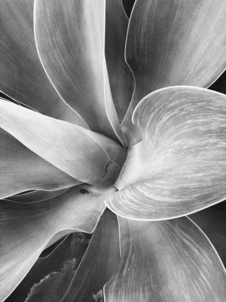 istock Agave Attenuata - Black and White 1182519515
