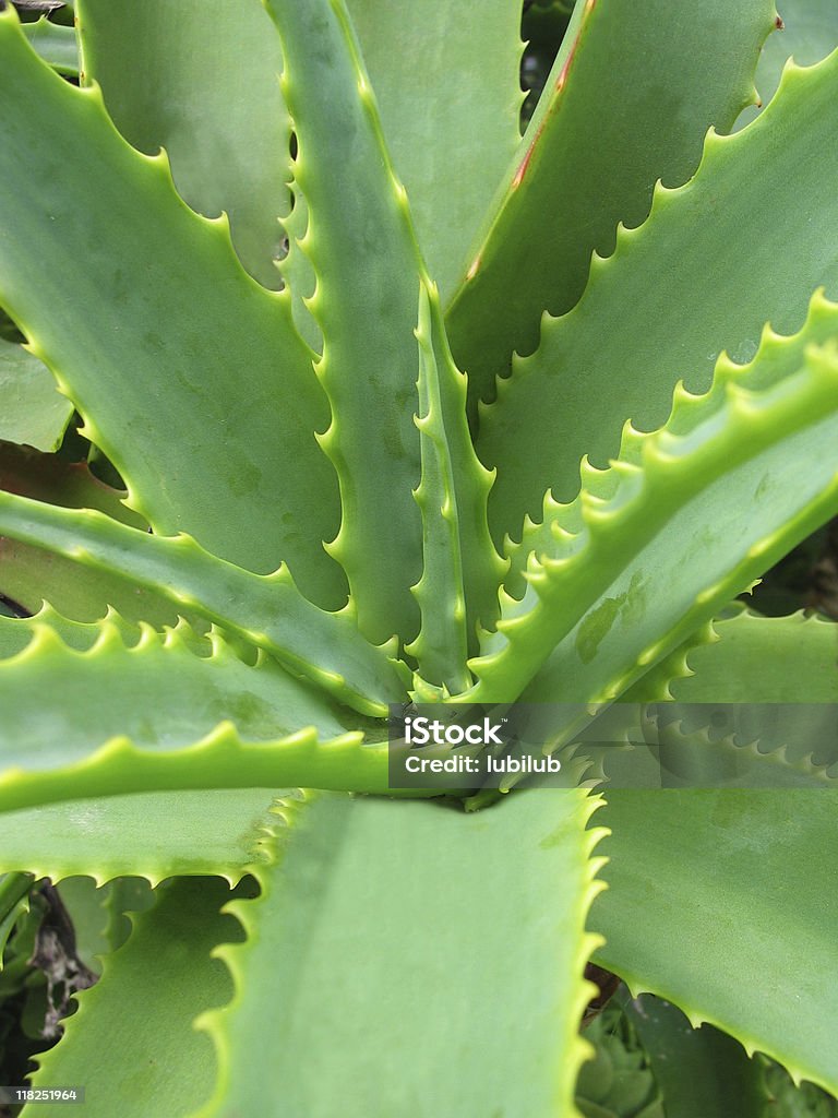 Aloe Vera - healing plant  Aloe Stock Photo