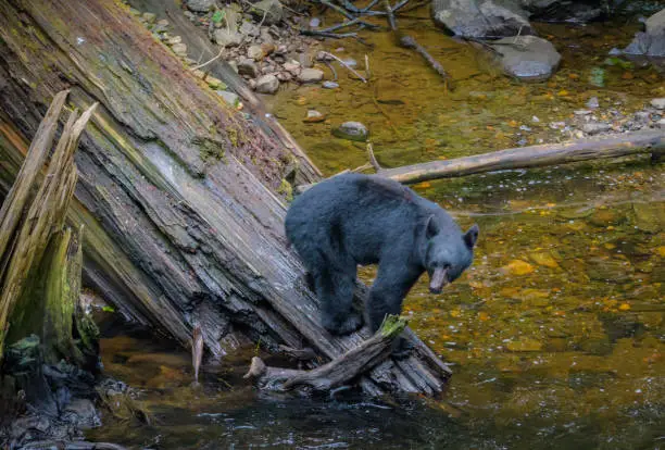 Alaskan Black Bear fishing for sockeye salmon from a log above a stream