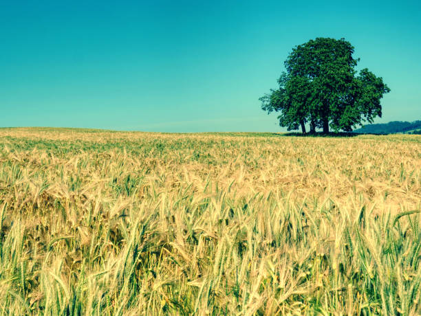 istock Alone lime tree in middle of barley or wheat field. Blue sky 1182520155