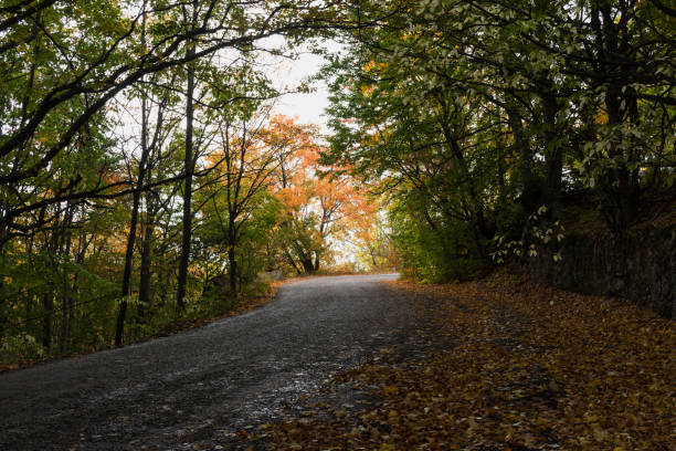 istock Autumn forest in October with sun rays 1182520233