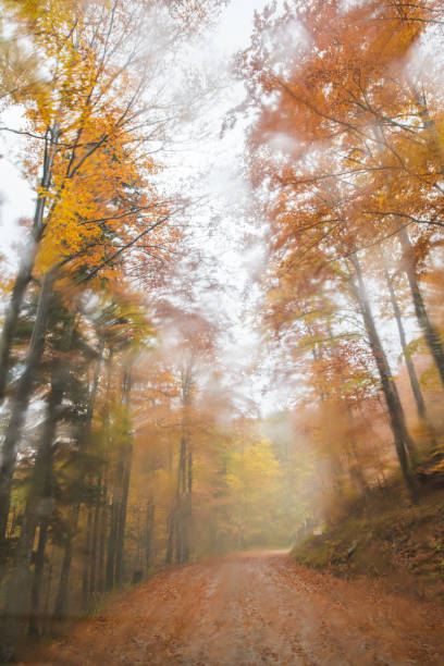 istock Beautiful Autumn Forest in Europe 1182520246