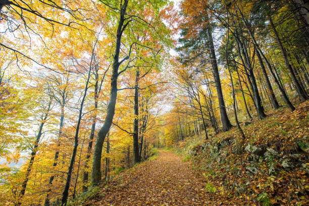 istock Beautiful Autumn Forest in Europe 1182520259