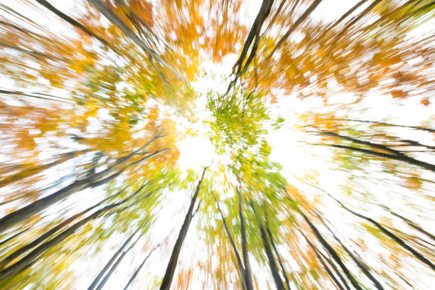 Blurred motion of autumn forest in Slovenia. Nikon D850.