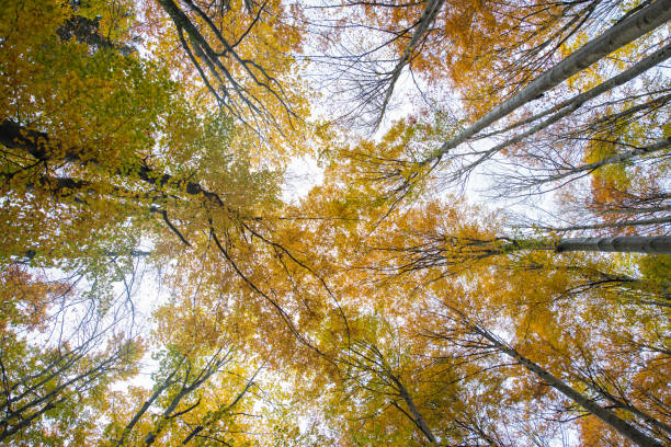 istock Beautiful Autumn Forest in Europe 1182520276