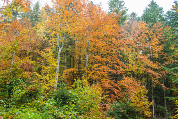 istock Beautiful Autumn Forest in Europe 1182520298