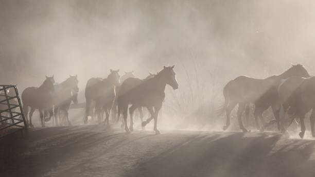 istock Rocky Mountain Horse Ranch 1182521024