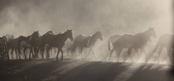istock Rocky Mountain Horse Ranch 1182521160