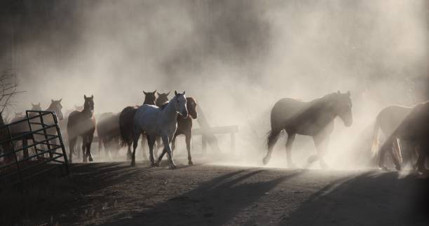 istock Rocky Mountain Horse Ranch 1182521350