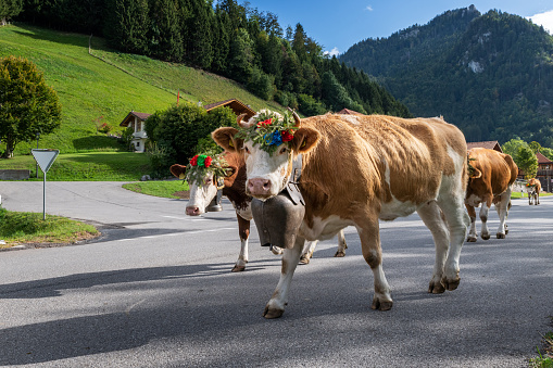 cows on the annual transhumance at Charmey near Gruyeres, Fribourg zone on the Swiss alps