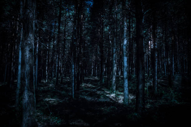 istock Magical lights sparkling in mysterious pine forest at night. 1182521719