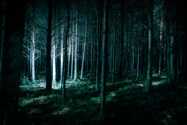 istock Magical lights sparkling in mysterious pine forest at night. 1182521733