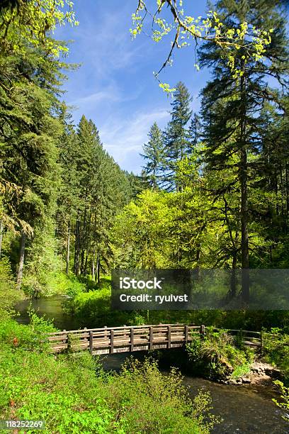 Silver Falls State Park - zdjęcia stockowe i więcej obrazów Biały - Biały, Deszcz, Drewno - Tworzywo