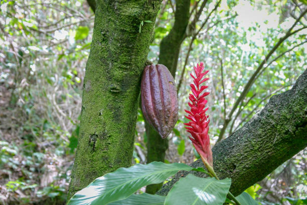 istock Pod of a chocolate tree (Theobroma cacao) 1182522724