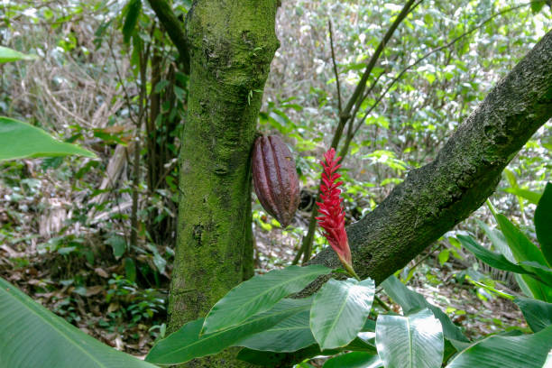 Pod of a chocolate tree (Theobroma cacao)