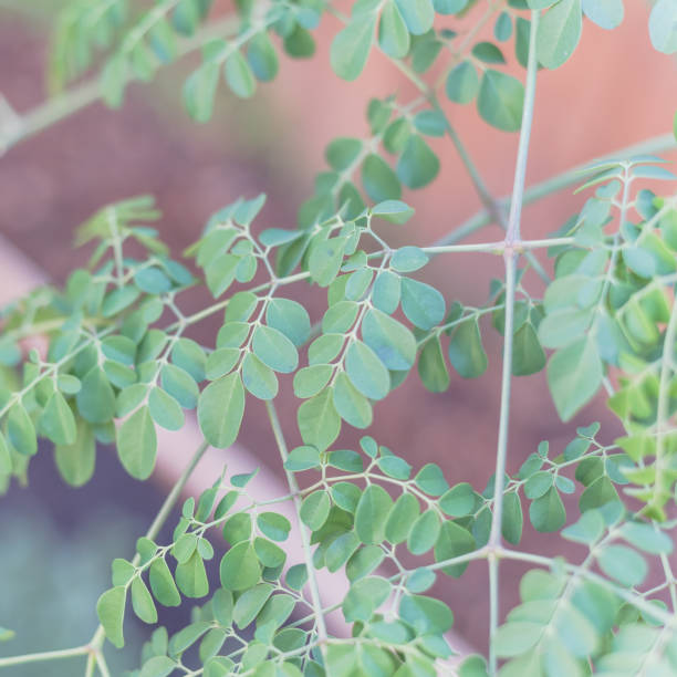 istock Moringa or drumstick tree at home garden in Texas, America 1182523033