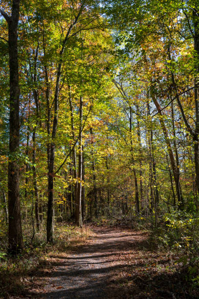 istock Autumn in Virginia 1182526541