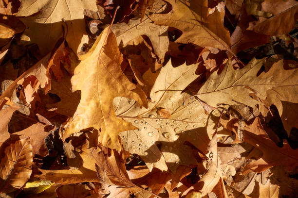 istock autumn leaves with rain water drops 1182527325