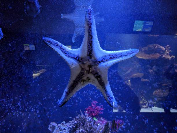istock Aquarium Starfish hanging on the glass 1182527402