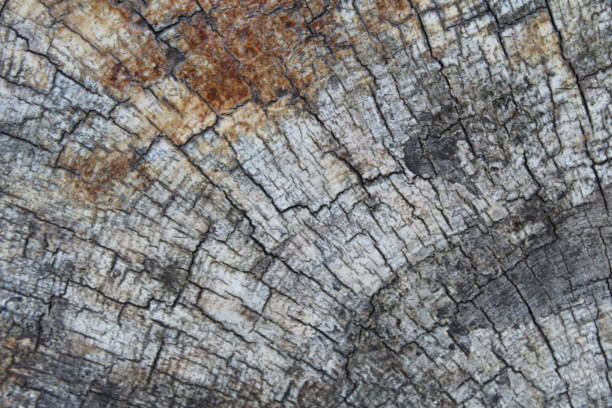 istock Cutted wood as a background. 1182527885