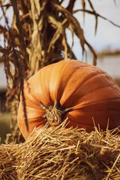 Orange pumpkin on a haybale in fall