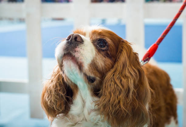 istock Beautiful brown white dog portrait Cavalier King Charles Spaniel 1182528739