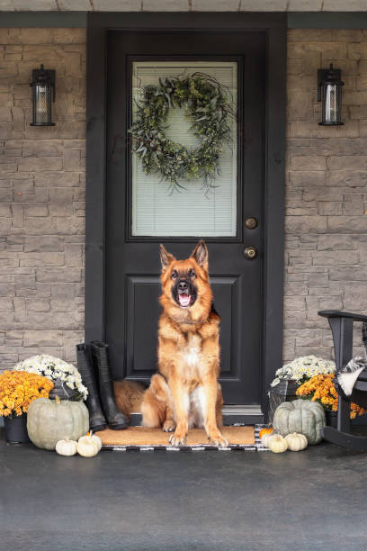 istock Dog Sitting on Front Porch Decorated for Thanksgiving Day 1182528749