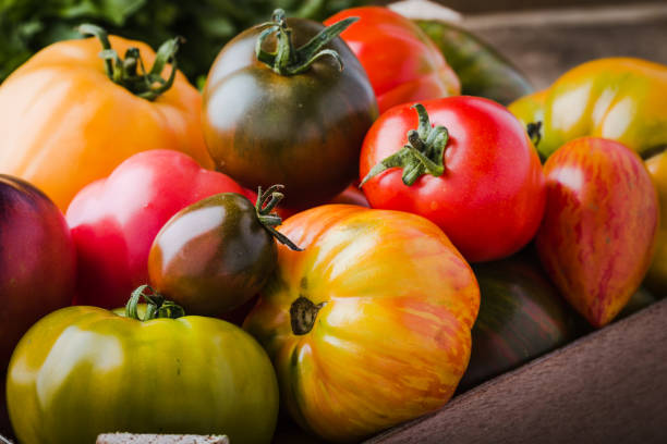 다채로운 토마토, 신선한 가을 야채 - multi colored vegetable tomato homegrown produce 뉴스 사진 이미지