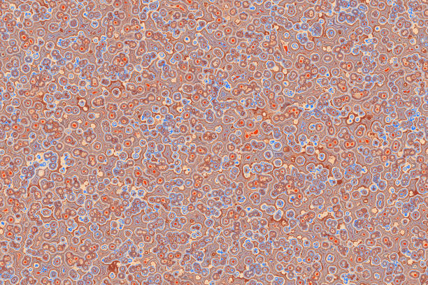 istock Shape of bacterial cell: cocci, bacilli, spirilla bacteria 1182528928