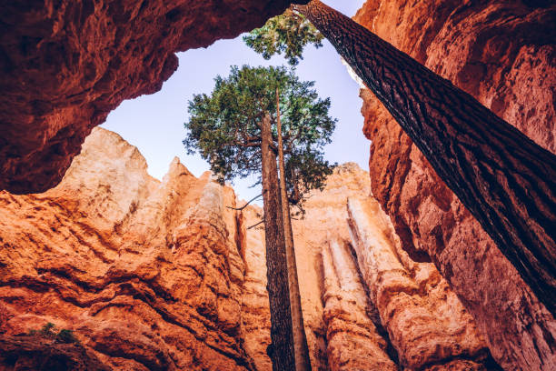 istock Bryce Canyon, Utah, USA. Single trees 1182529129