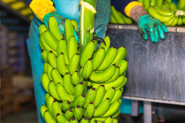 istock Operator cutting bunches of bananas at a packaging plant. 1182529975