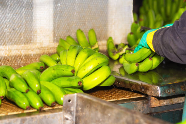 istock Operator cutting bunches of bananas at a packaging plant. 1182530099