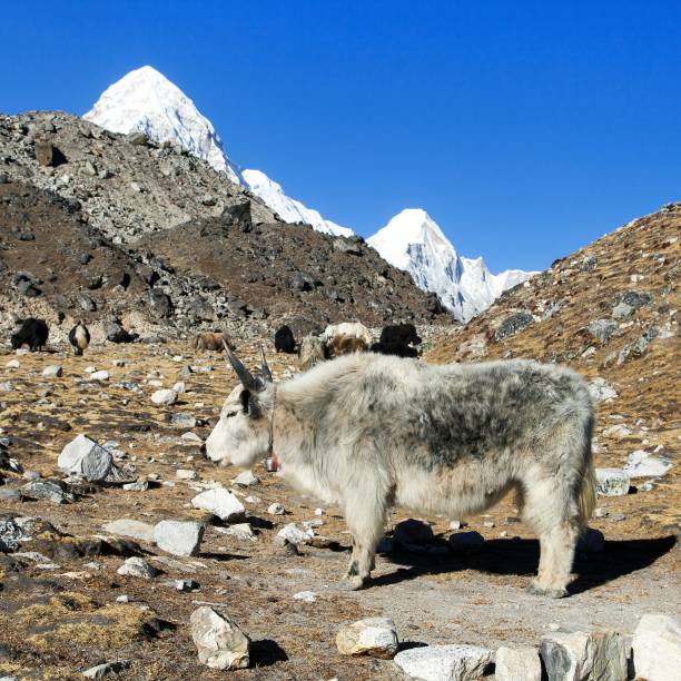 istock White and grey yak, Nepal himalayas Mountains animal 1182531226