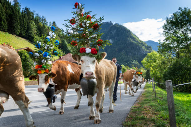 Charmey, Fribourg, Switzerland - 28 September 2019 : Farmers with a herd of cows on the annual transhumance at Charmey near Gruyeres, Fribourg zone on the Swiss alps