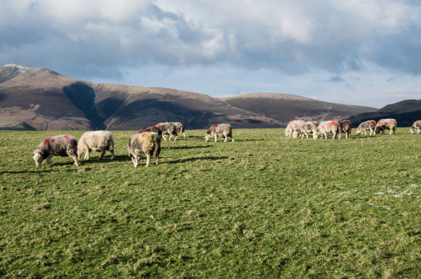 istock Sheeps in Lake District Cumbria 1182531689