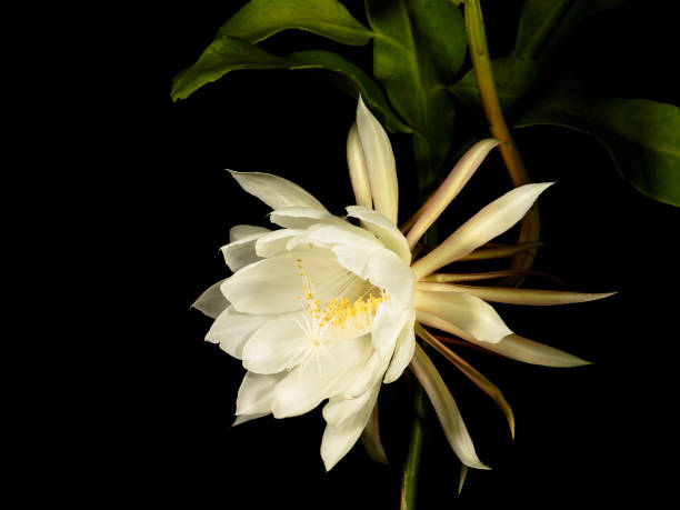 Blossom of cactus epiphyllum oxypetalum against black background Blossom of cactus epiphyllum oxypetalum against black background night blooming cereus stock pictures, royalty-free photos & images