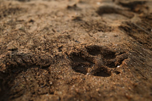 istock View from above at footprint on a sandy surface 1182532490