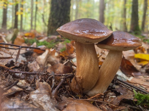 Two pinewood king boletes in a forest in autumn.