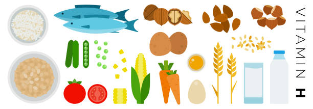Vitamin H foods vector flat icons set with nuts, milk, vegetable. Vegetables and Animal Products with vitamin H vector flat icons set with tuna fish, carrot, potatoes, dairy, almond, oatmeal, corn, rice. Isolated on white background. rice bran stock illustrations